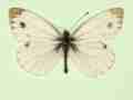 Pieris napi male (aberrant form bicolor) (Internet Image property of respective owner, non-commercial use only)